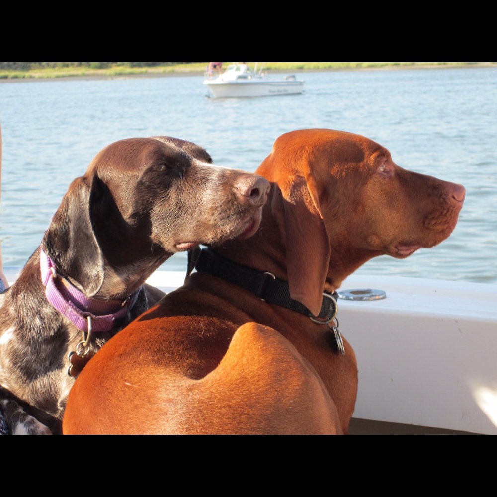 Meet your Posher, Joe